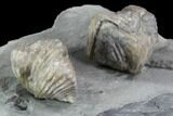 Pair Of Fossil Brachiopods (Platystrophia) - Indiana #95957-3